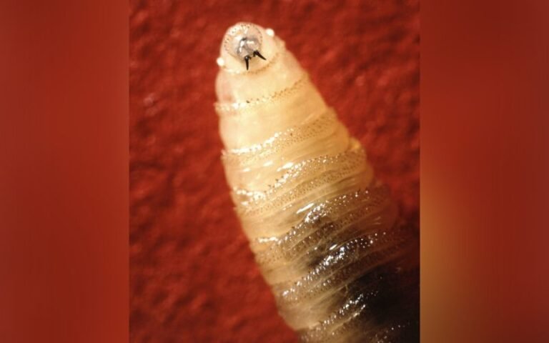 US catches case of New World screwworm. What can be done to stop its spread?