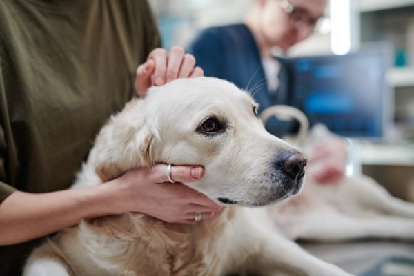 FDA Approves First Oral Treatment for Canine Lymphoma
