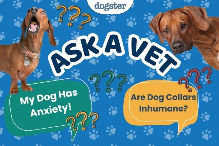 Ask Dr. Paola- I Need Help With My Dogs Anxiety! (March 16, 2026)