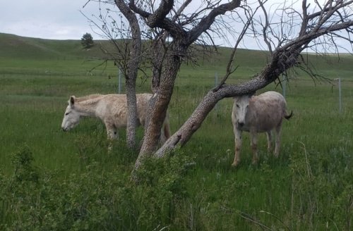 Choose Your Friends Carefully – Proverbs 13:20