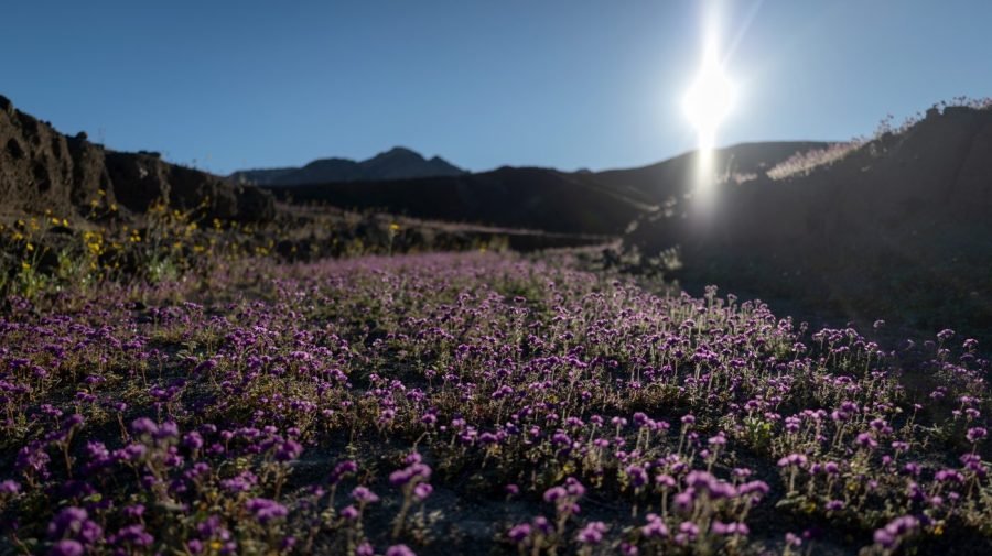 Death Valley experiencing greatest superbloom in 10 years