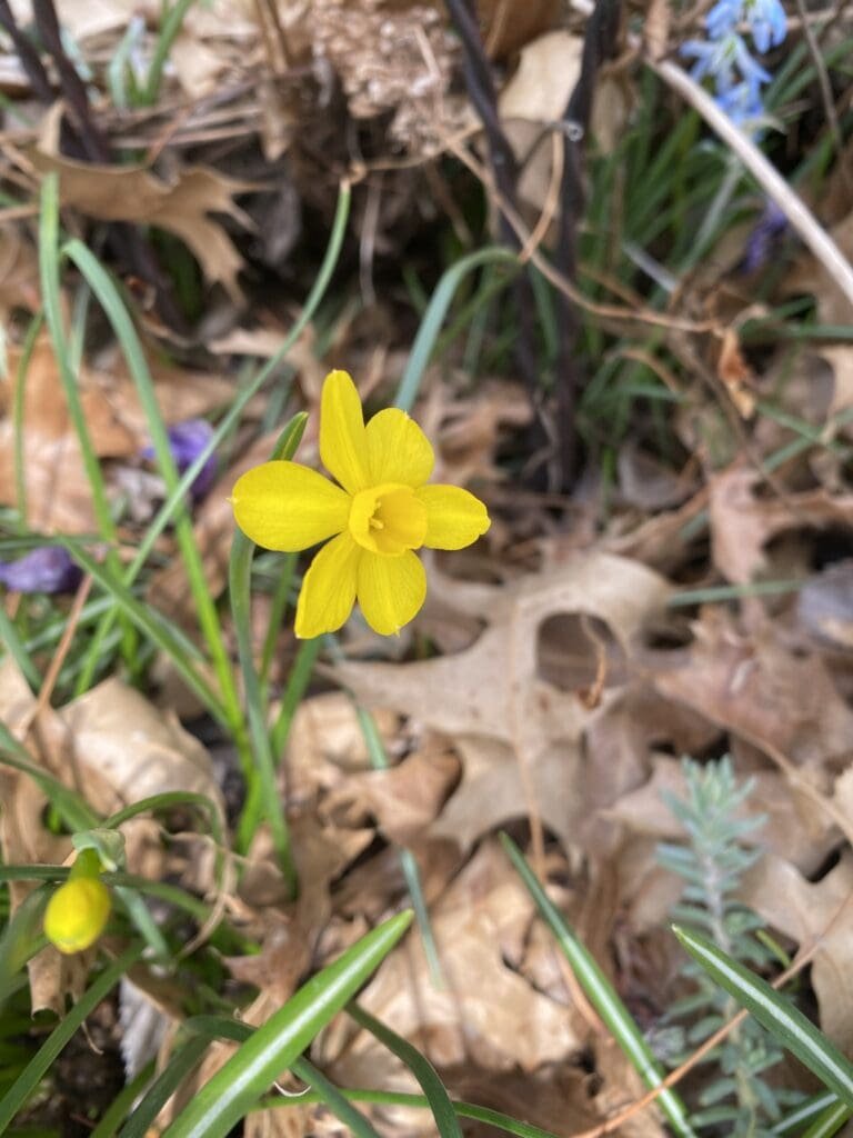 Beginning My Spinstercore Gardening Era