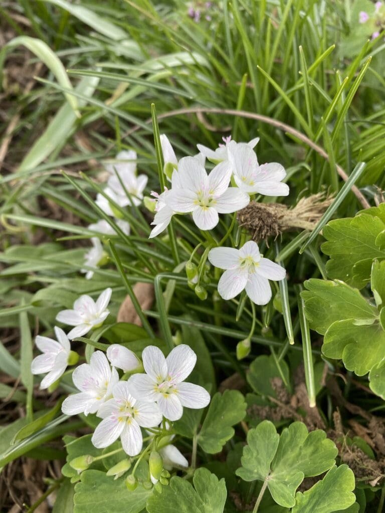 Garden Fairies Have Quite a Month, So Far