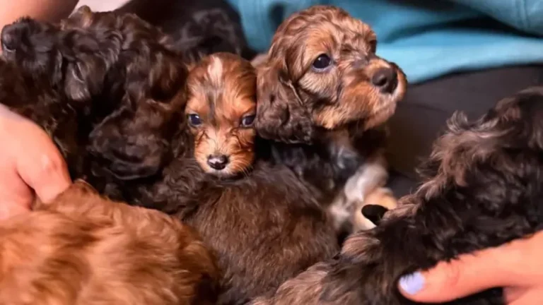 Marigold Shocks Her Owner By Delivering 17 Irish Doodle Puppies in a Single Day