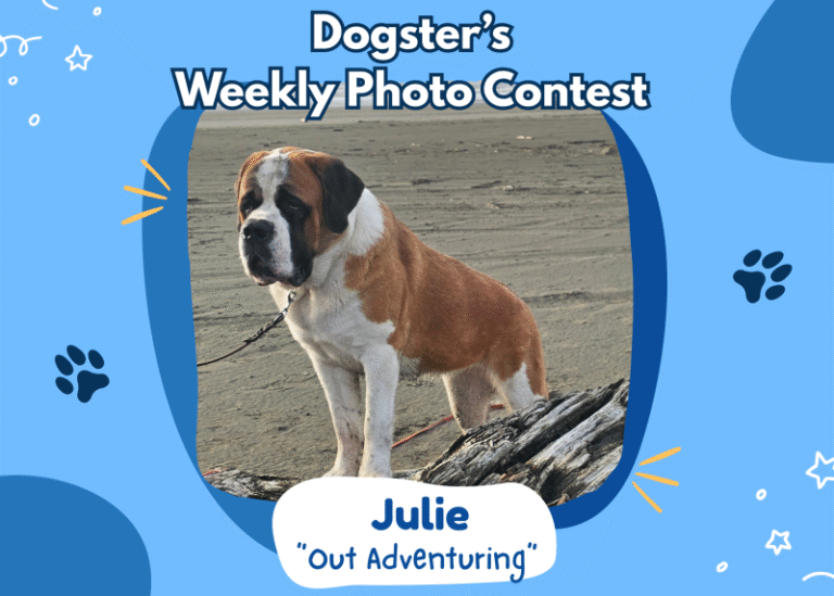 Dogster’s Weekly Photo Contest Winners: Out Adventuring (March 12, 2026)
