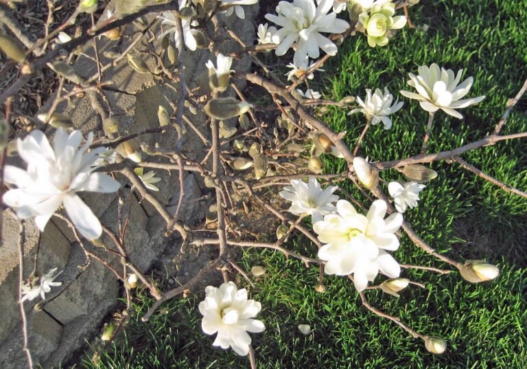 Garden Bloggers’ Bloom Day – March 2026