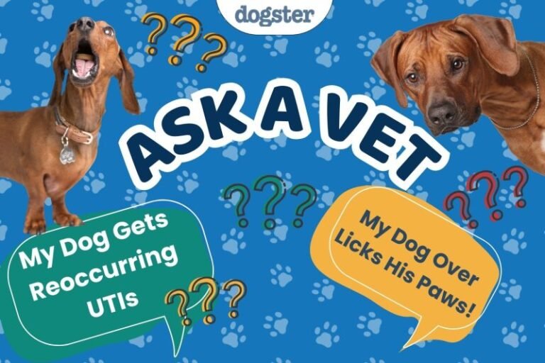 Ask Dr. Paola- Help! My Dog Gets Reoccurring UTIs (March 9, 2026)