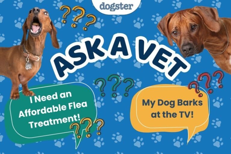 Ask Dr. Paola- Help! My Dog Keeps Barking at the TV! (March 30, 2026)