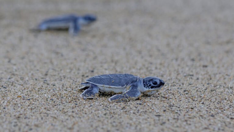Sea Turtles, Shrinking Beaches, and Rising Seas
