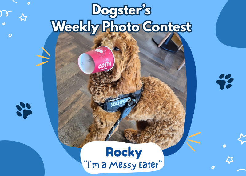 Dogster’s Weekly Photo Contest Winners: I’m a Messy Eater (March 26, 2026)
