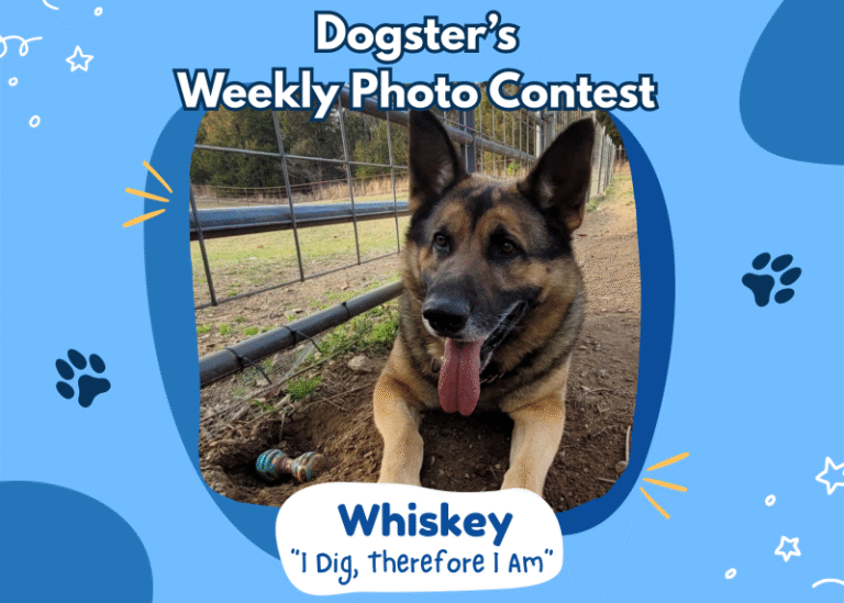Dogster’s Weekly Photo Contest Winners: I Dig, Therefore I Am (March 5, 2026)