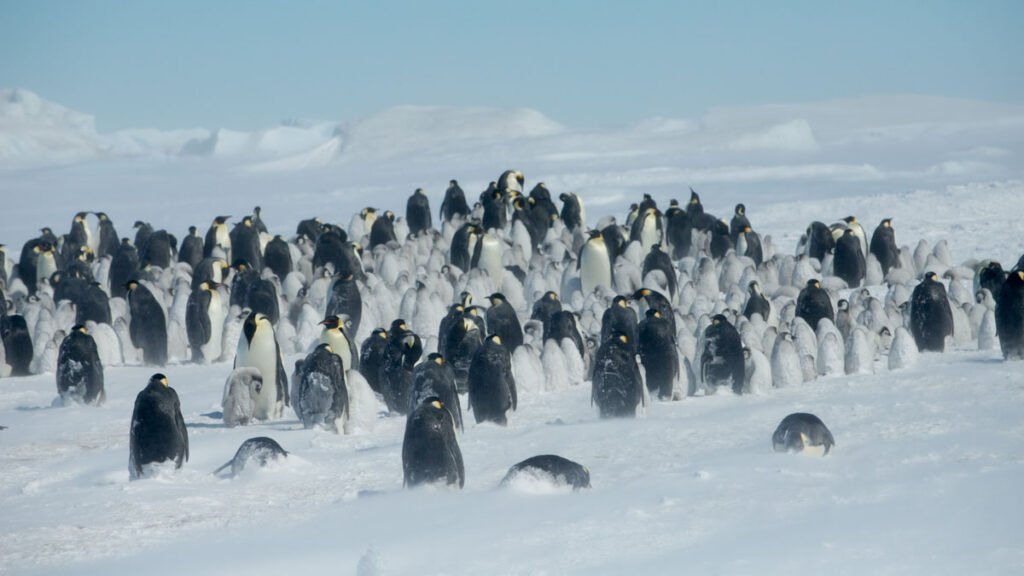Shrinking Sea Ice Is Ruffling Emperor Penguins’ Feathers