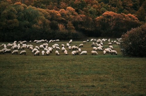 Be a Shepherd to the Flock – 1 Peter 5:1-4