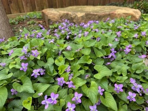 Wild Violets are Welcome Here!