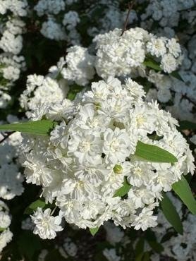 Here Comes the Bride…Elegant and Graceful,                 Spirarea x vanhouttei ‘Bridal Wreath’