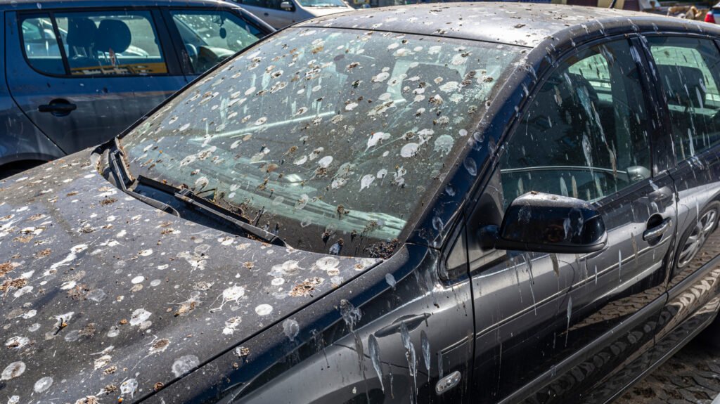 Does Bird Poop Damage Your Car's Paint?