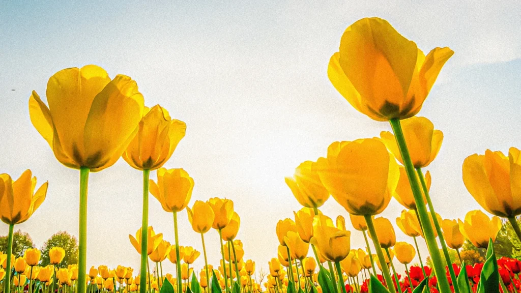 Spring equinox 2026: Time, meaning, and the science behind the turning of the seasons