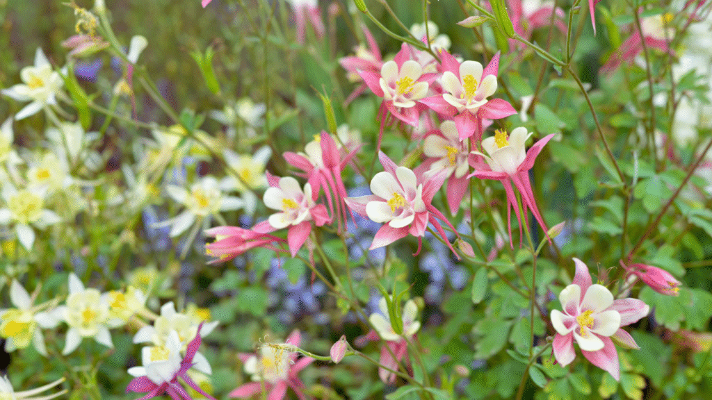 The Best Perennials for Colorado Gardens