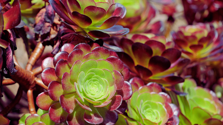 Popular Aeonium Succulent Types Guide