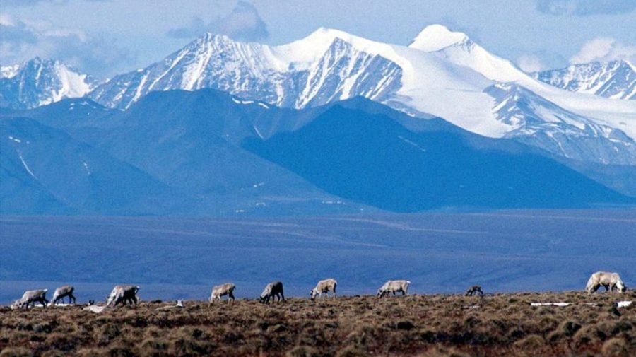 Trump schedules controversial drilling auction in Alaska wildlife refuge