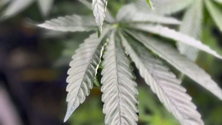 Trump administration reclassifies state-licensed medical marijuana as less dangerous drug