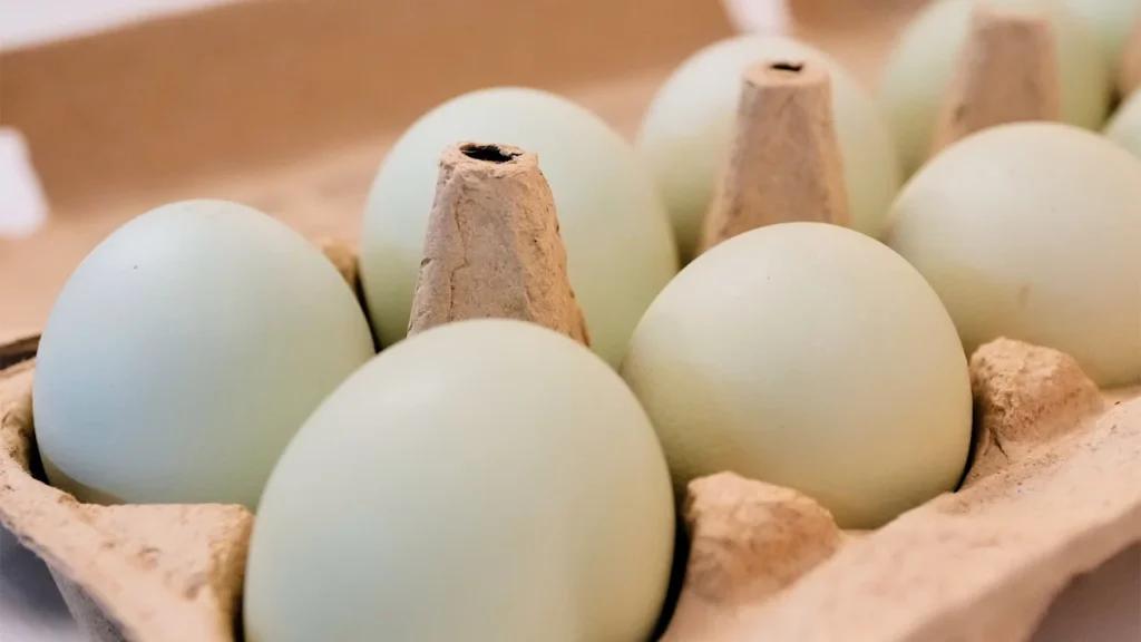 Egg prices this Easter are way below the record highs in 2025. Here’s a look at the numbers