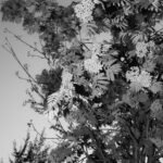 “In Plain Sight” by Photographer Britt Lucas Bennett