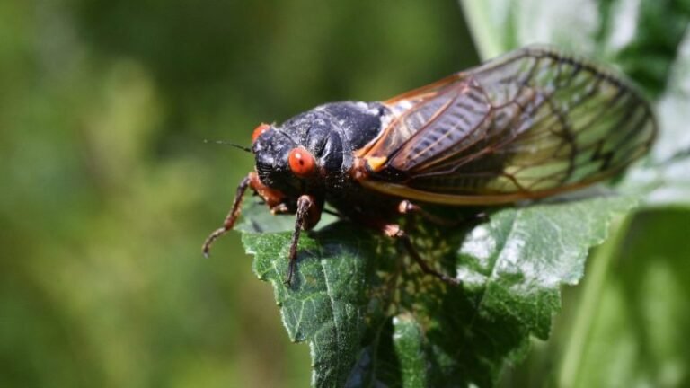 'Straggler' cicadas may appear this year: Here's where