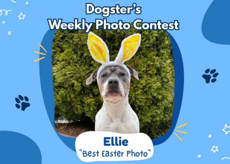 Dogster’s Weekly Photo Contest Winners: Best Easter Photo (April 9, 2026)