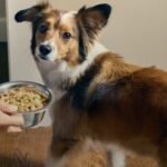 The Farmer’s Dog: 60% off Your First Box!