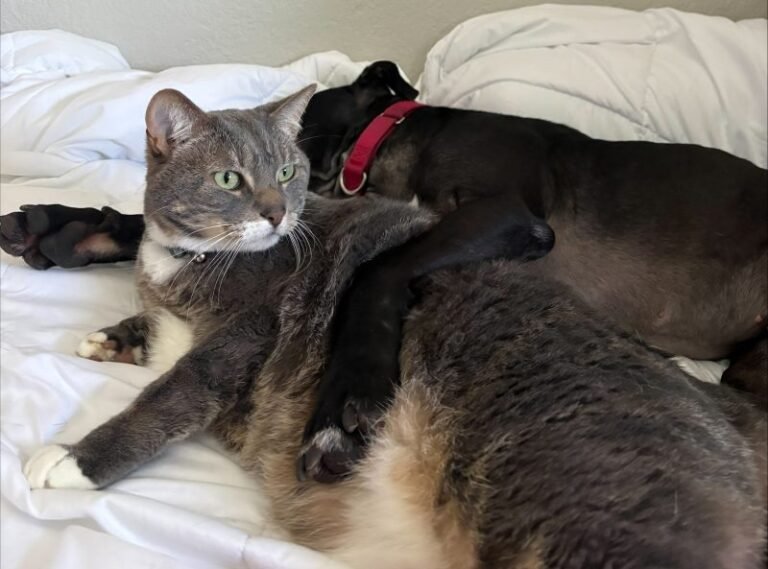 From Fighting Ring to Cuddle Monster: Eli and the Importance of Fostering