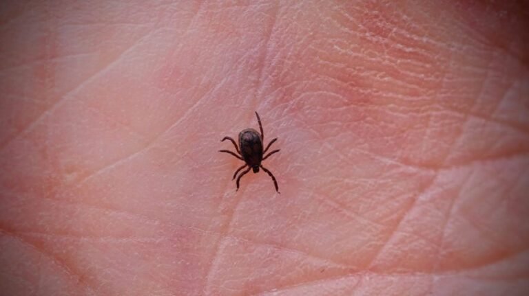 Tick bites causing highest rate of ER visits in a decade: CDC