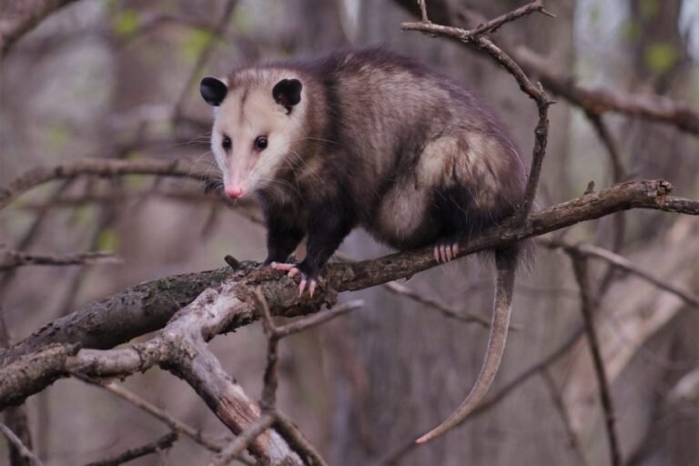 GPS-collared opossums help track Florida pythons after being eaten