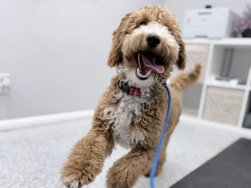 How Structured Puppy Training Sets the Foundation for a Well-Behaved Dog