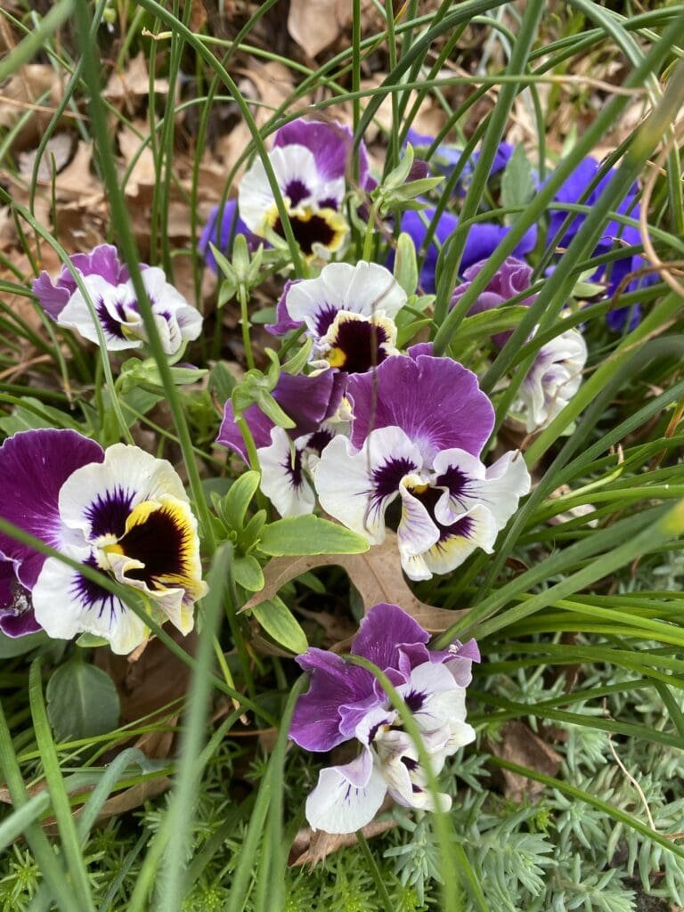 Five Questions Answered About Spinstercore Gardening