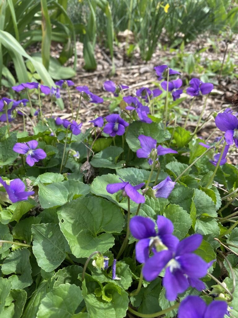 Garden Bloggers Bloom Day – April 2026