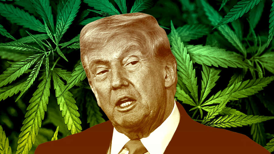Trump turns over new leaf in GOP drug policy with marijuana, psychedelics orders