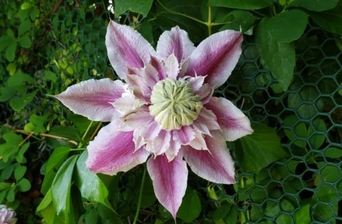 A Day of Remembrance – Luke 23:55-56