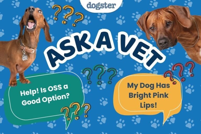 Ask Dr. Paola- Help! We Are Considering Ovary-Sparing Surgery! (April 27, 2026)