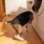 Why Are Dogs Obsessed With Dirty Underwear?