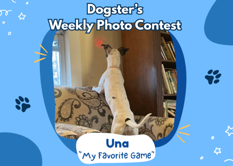 Dogster’s Weekly Photo Contest Winners: My Favorite Game (April 23, 2026)