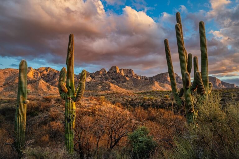 Things To Do In Tucson, Arizona: The Southwest's Best-Kept Secret