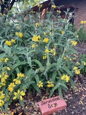 Jerusalem Sage, (Phlomis fruticosa)