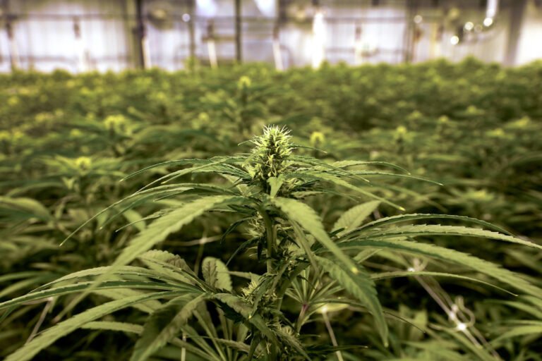 Trump moves to reschedule marijuana