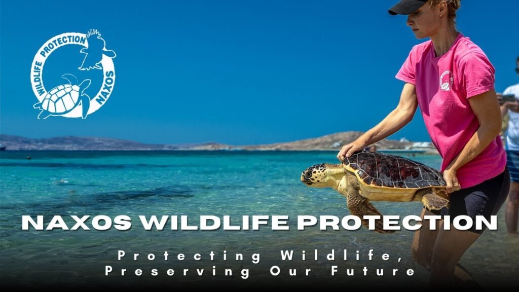 From rescue to release: inside Naxos Wildlife Protection’s turtle conservation