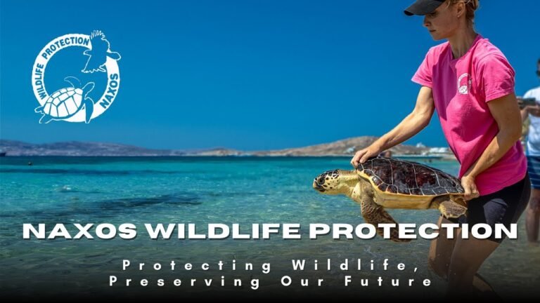 From rescue to release: inside Naxos Wildlife Protection’s turtle conservation
