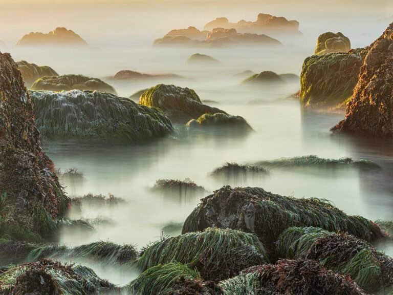 From Micro to Mega, Jon McCormack’s Striking Photos Reveal Nature’s Patterns