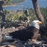 Big Bear bald eagles Jackie and Shadow are about to test whether they can go even more viral