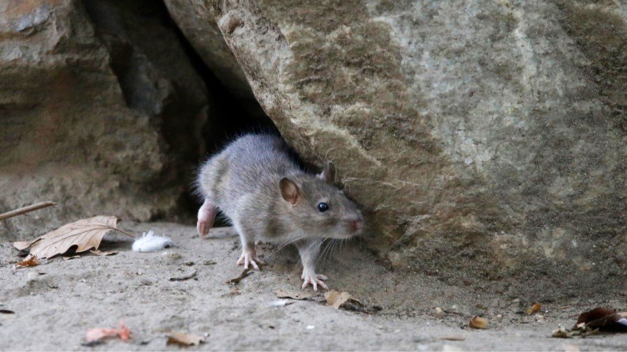 Idaho lawmaker pushes 'Rat Bill' as rodent numbers surge