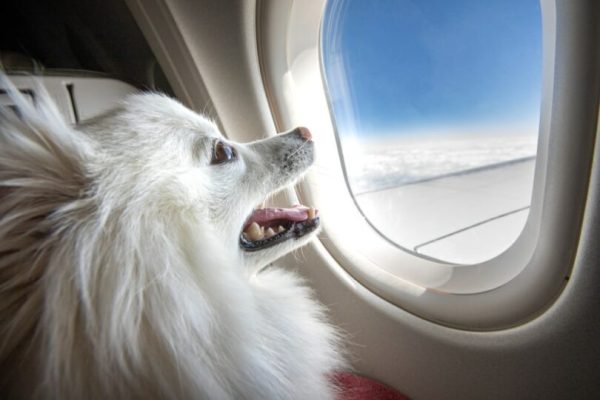 What Most Airlines Won’t Let You Do With Your Dog (Even If You Pay Extra)